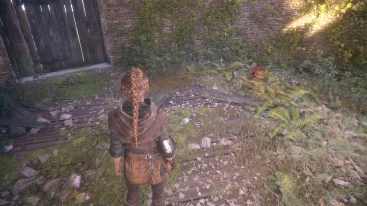 The Lavender can be found at the very beginning of the stage - A Plague Tale Innocence: Hugo Herbarium - list of all flowers - Secrets and collectibles - A Plague Tale Guide