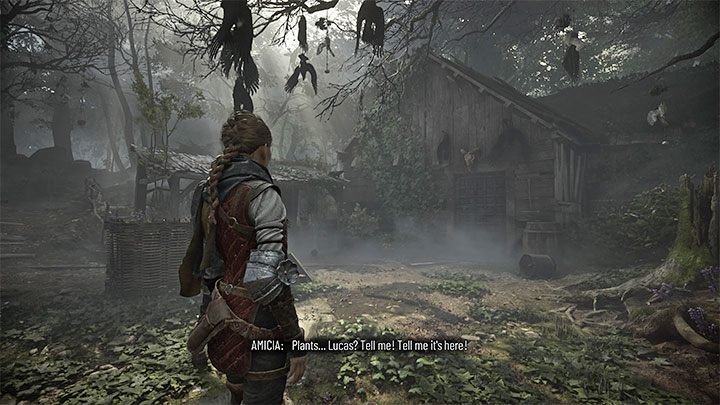 You'll find chamomile soon after reaching the herbalist's hut and witnessing his death - Plague Tale Requiem: Chapter 3 (A Burden of Blood) - list of secrets - Hugo Herbarium and Souvenirs - A Plague Tale Requiem Guide, Walkthrough