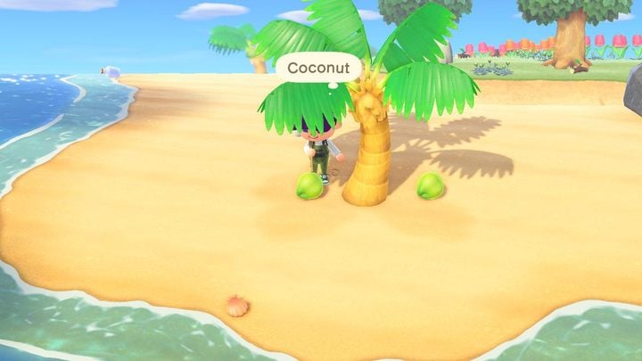 Coconuts are probably the first fruit you get in the game. - ACNH: Fruits - how to get different ones? All fruit trees - Items - Animal Crossing New Horizons Guide