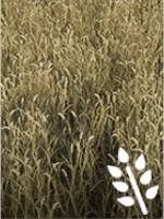 Requires: cultivator, seeder, harvester with a header for grain - Farming Simulator 19: Grain - Crops - Farming Simulator 19 Guide and Tips