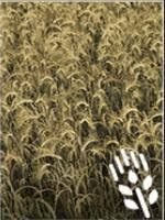 Requires: cultivator, seeder, harvester with a header for grain - Farming Simulator 19: Grain - Crops - Farming Simulator 19 Guide and Tips