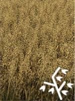 Requires: cultivator, seeder, harvester with a header for grain - Farming Simulator 19: Grain - Crops - Farming Simulator 19 Guide and Tips