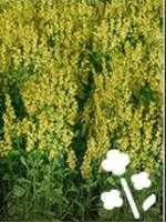 Requires: cultivator, seeder, harvester with a header for grain - Farming Simulator 19: Grain - Crops - Farming Simulator 19 Guide and Tips