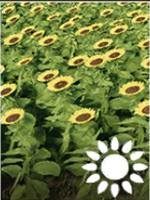 Requires: cultivator, planter, harvester with a header for corn or sunflower - Farming Simulator 19: Grain - Crops - Farming Simulator 19 Guide and Tips