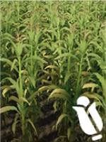 Requires: (optional) plow, cultivator, planter, harvester with a header for corn - Farming Simulator 19: Grain - Crops - Farming Simulator 19 Guide and Tips