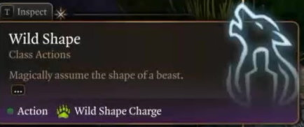 After reaching level 2, the Druid gains access to their signature ability - Wild Shape - Baldurs Gate 3: Druid guide BG3 - Baldurs Gate 3: Druid - Baldurs Gate 3 Guide, Walkthrough