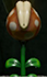 Piranha Plants appear in side-scrolling areas of Bottle Grotto and Key Cavern - Enemies in Links Awakening - Basics - Links Awakening Guide