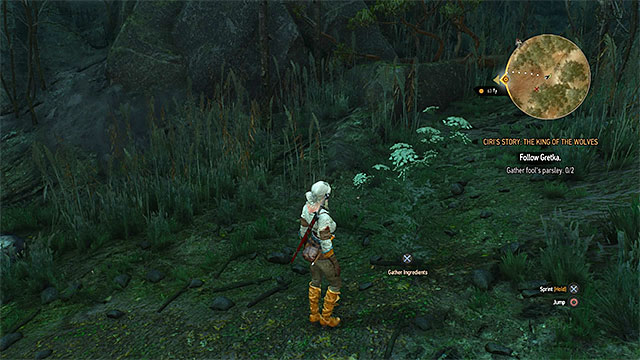 Fools parsley and wolfsbane can be obtained by finding interactive plants - The Witcher 3 Wild Hunt: Ciris Story, The King of the Wolves - walkthrough - The Witcher 3: Crows Perch - The Witcher 3 Wild Hunt Guide
