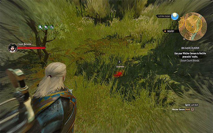 You must find peacock feather - Big Game Hunter - Count Beledals contract - Witcher contracts and Treasure hunts quests - The Witcher 3: Blood and Wine Game Guide